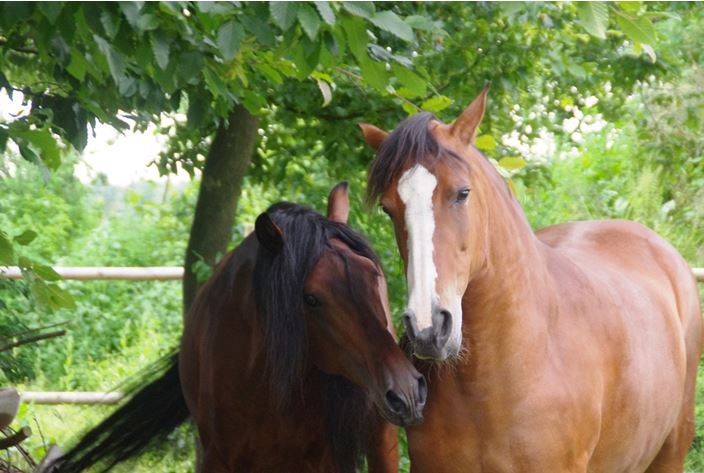 Pferde können mit ihren Lippen Grashalme präzise sortieren